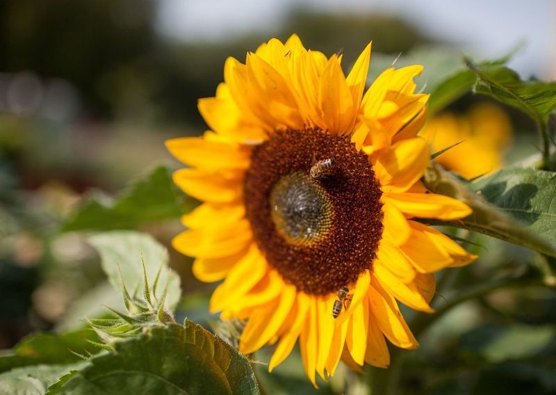 Bee фото превью