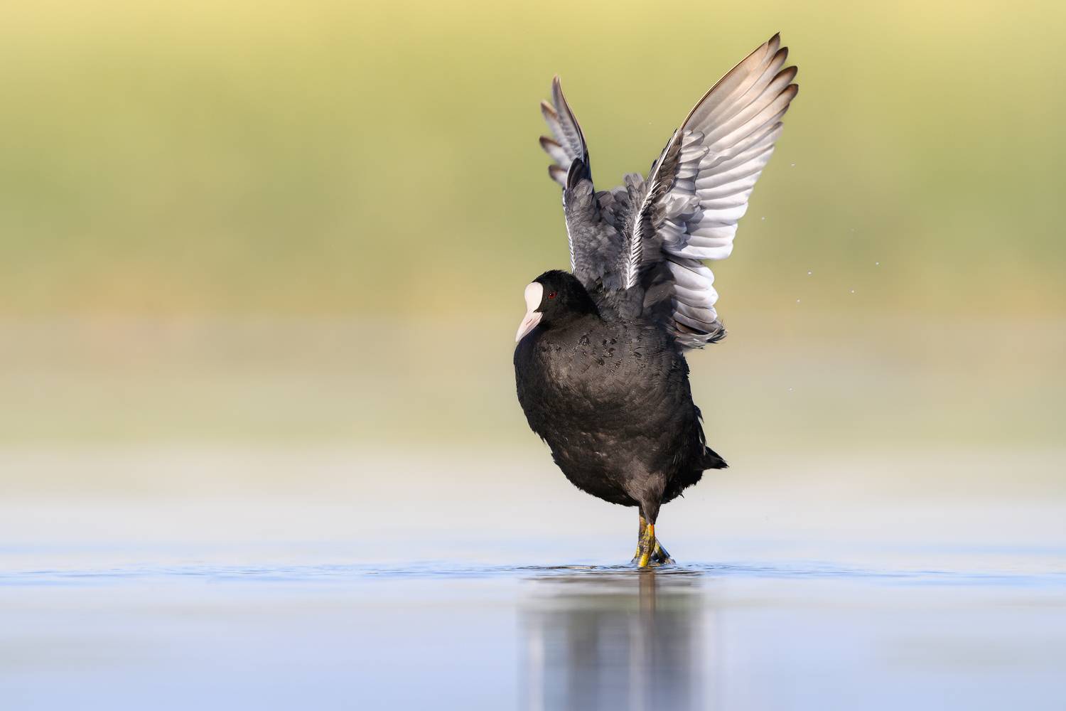 птица, фотоохота, лысуха, природа, фауна, Kulikov Vladimir