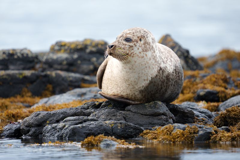 животное, фотоохота, тюлень, природа, фауна На отдыхе фото превью