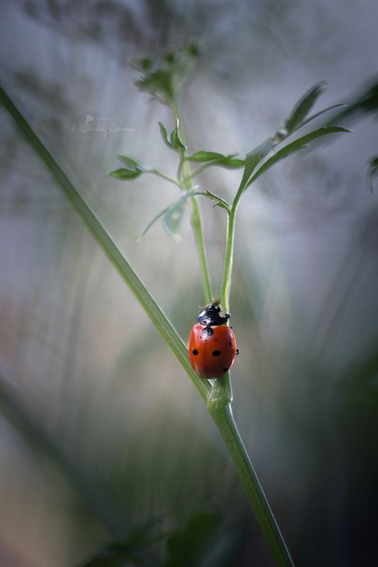 Где-то на лугу... фото превью