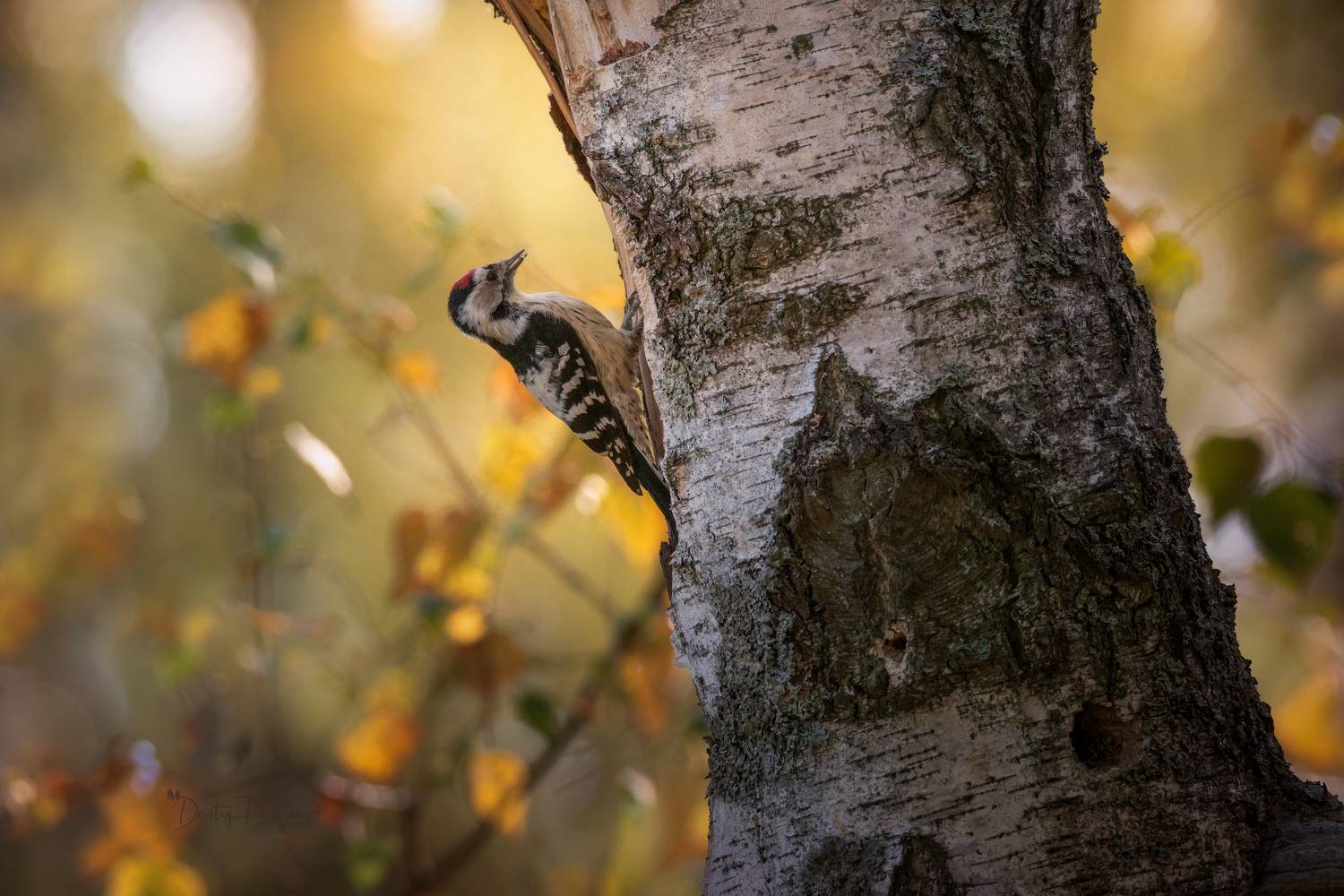 природа, лес, поля, огороды, животные, птицы, макро, Посевич Дмитрий