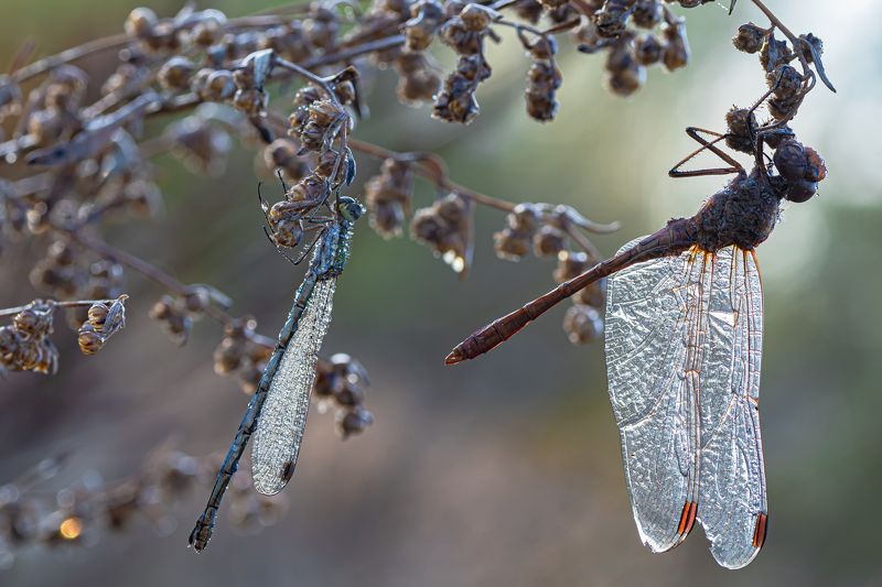 Ранним утром, две стрекозки.  фото превью