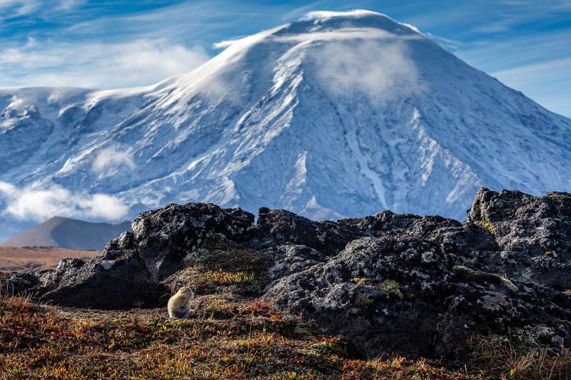 russia, kamchatka, камчатка, суслик, россия Привет от суслика с Камчатки фото превью