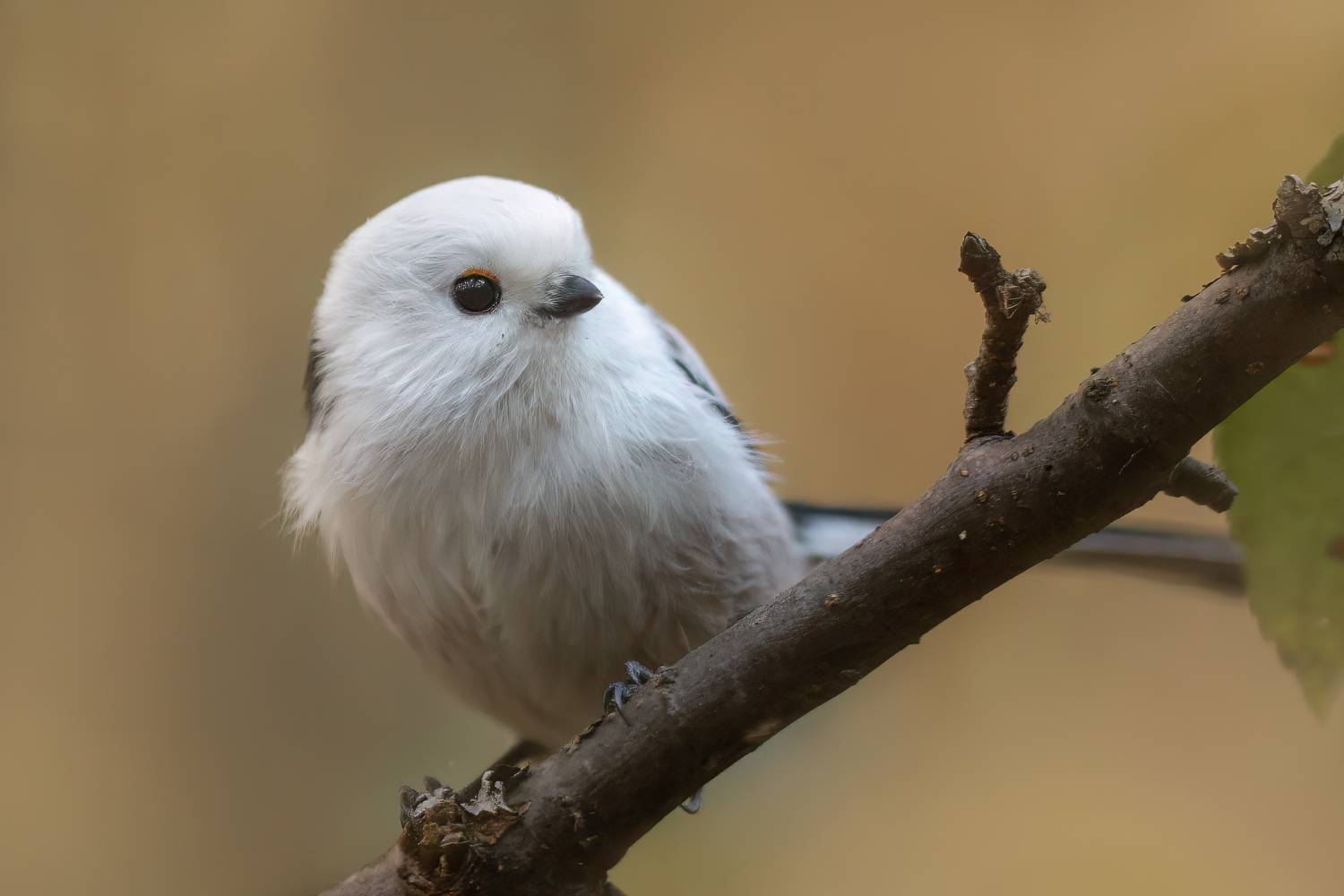 животные, птицы, ополовник, природа, дикая природа, Пронин Денис