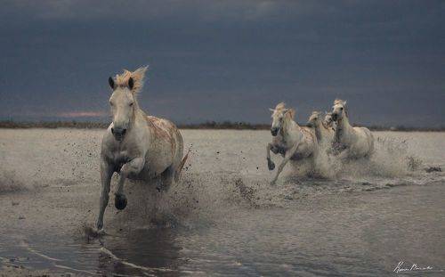 White horses of Camargue