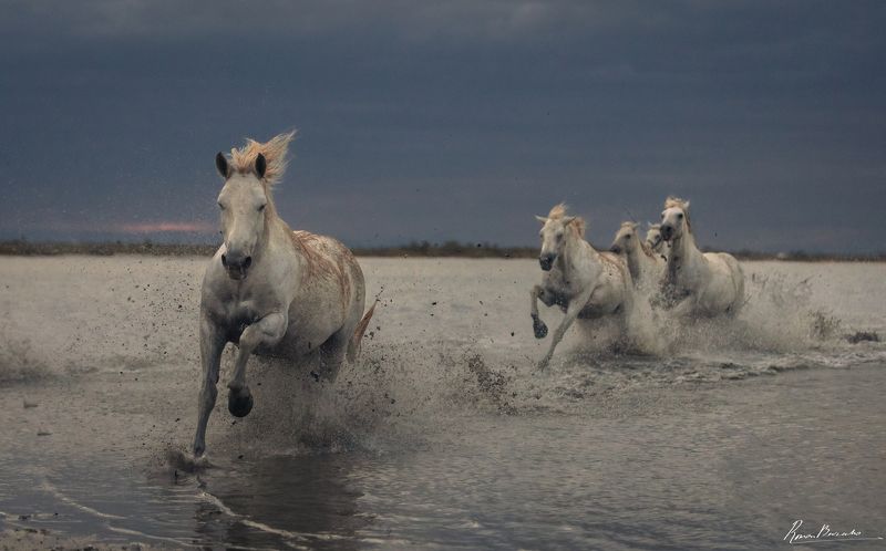 camargue, france, horses, horse White horses of Camargue фото превью