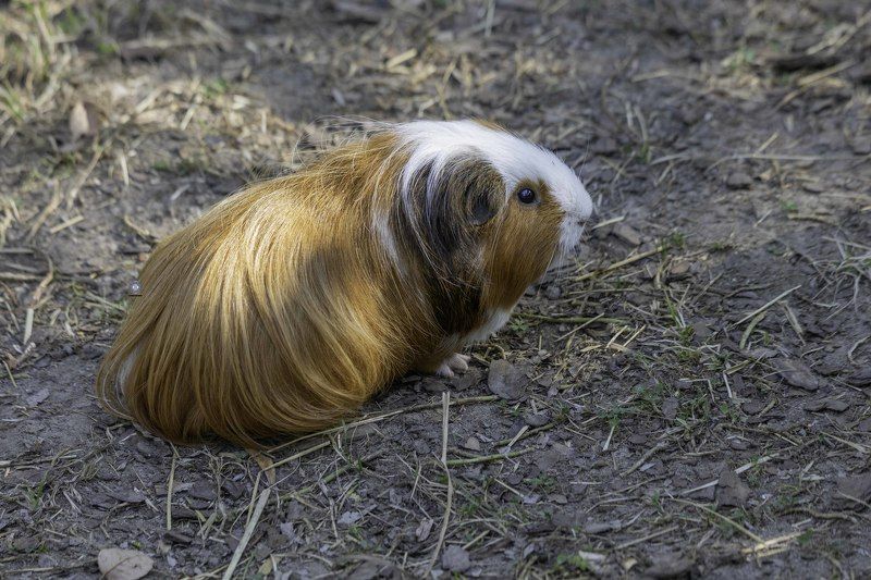 Domestic guinea pig фото превью