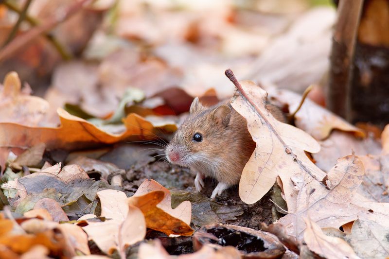 Соло фото превью