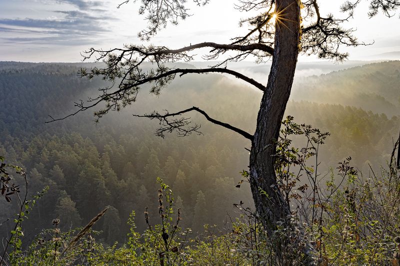 туман, дерево, сосна,солнце,лучи, трава. Рассвет. фото превью