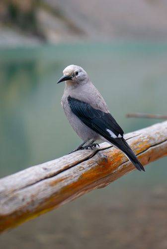 Clark's Nutcracker