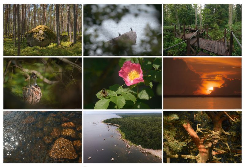 киперорт, оопт, заказник, выборгский заказник, ленинградская область, финский залив, выборгский район Полуостров Киперорт фото превью