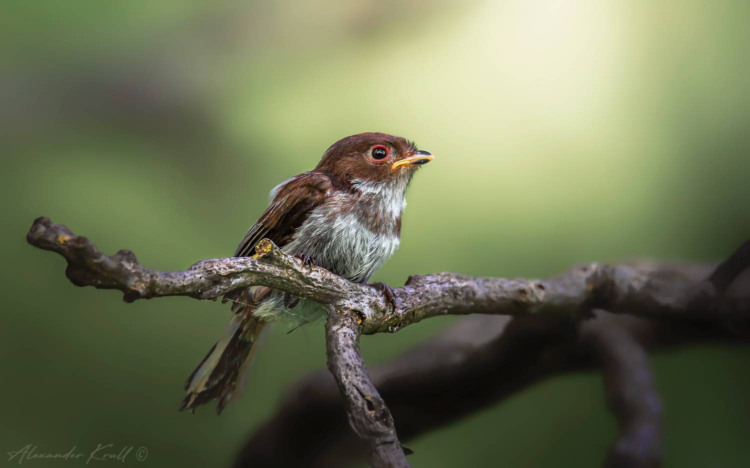 длиннохвостая синица, ополовник, aegithalos caudatus, Круль Александр