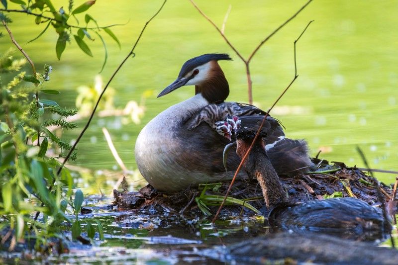 *** фото превью