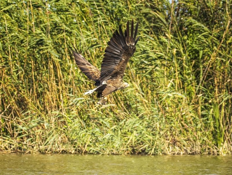 заповедник, орлан-белохвост. Полет орлана-белохвоста с добычей. фото превью