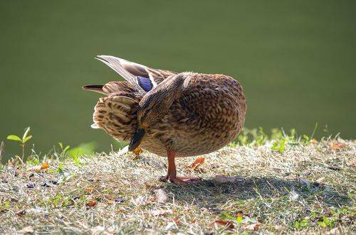 Отдых в тенёчке