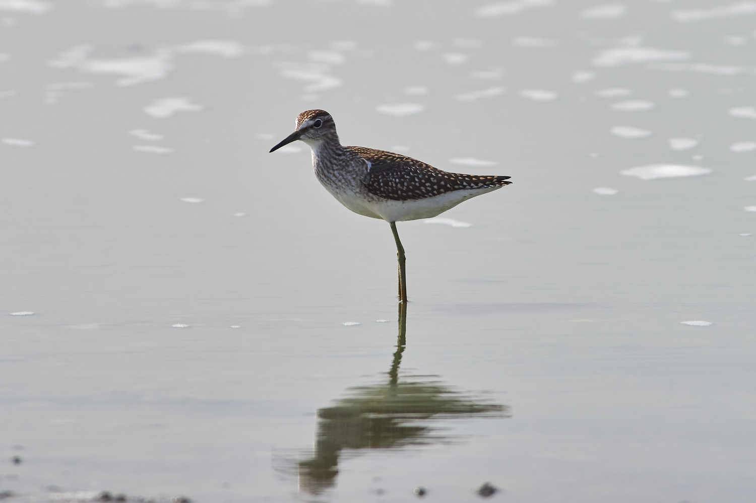 bird, birds, volgograd, russia, wildlife, , Павел Сторчилов