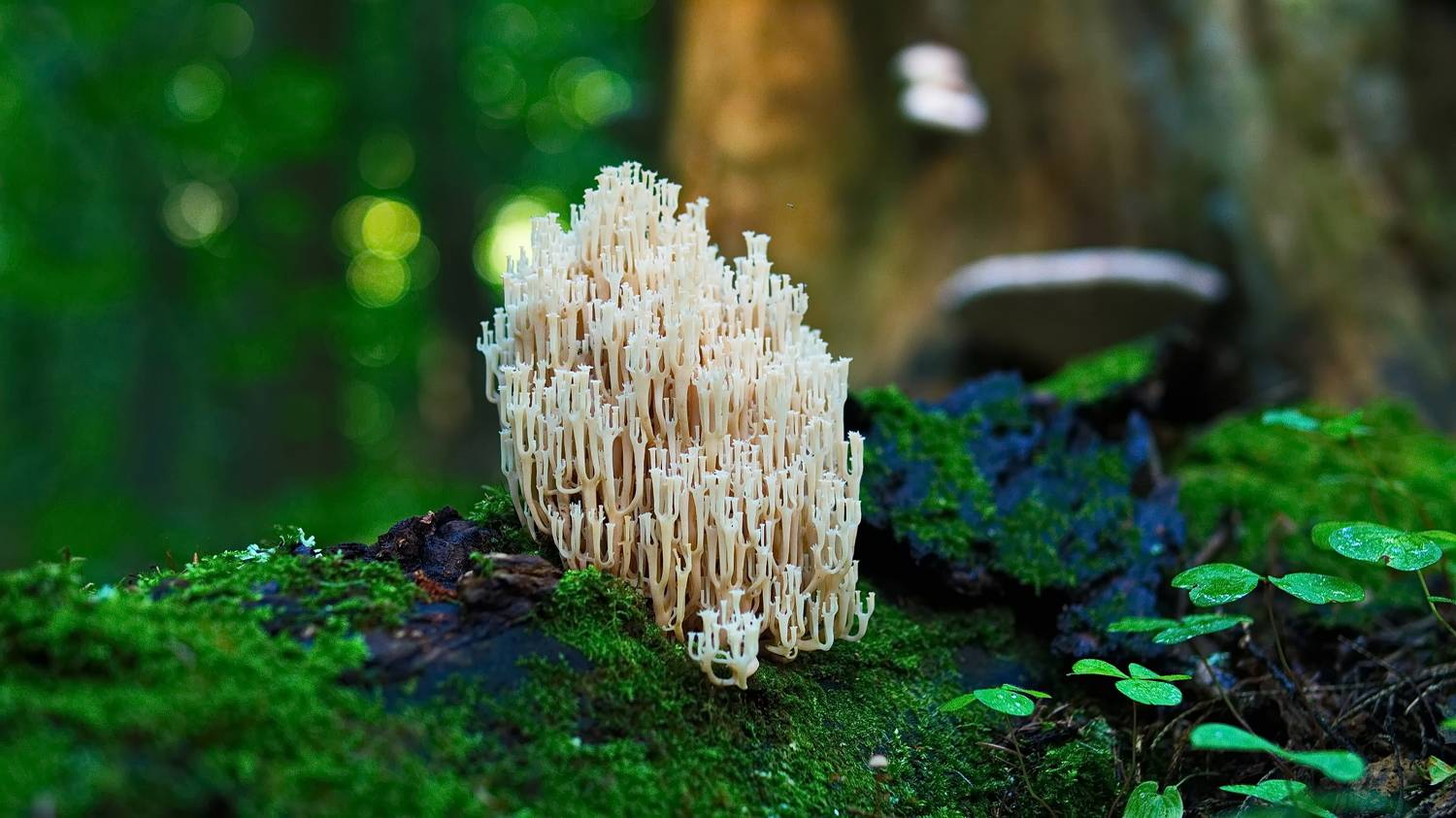 лес, грибы, сказочный замок, Виктор Гурков