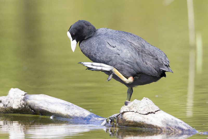 У меня лапки... фото превью
