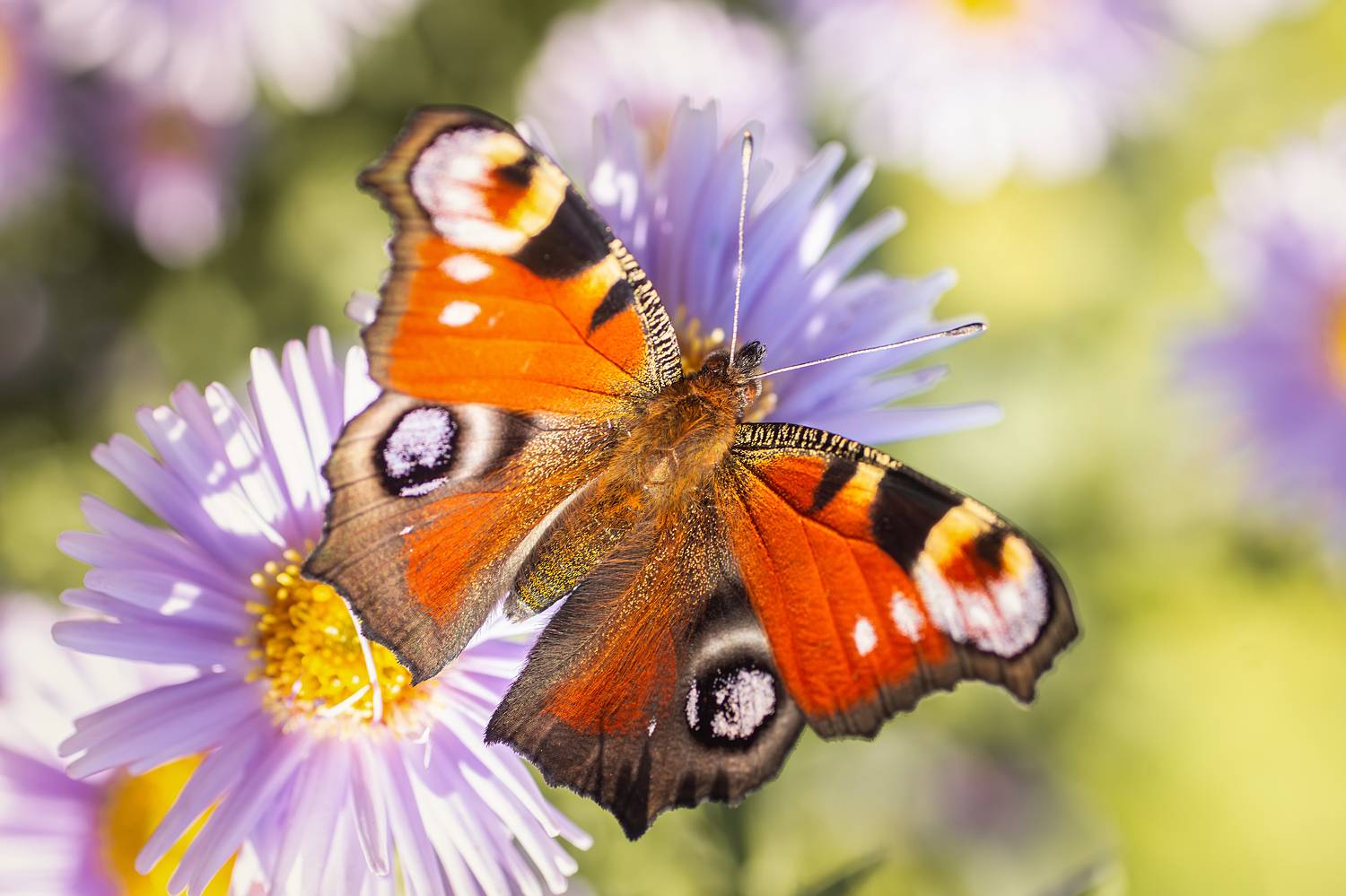 , Корнеев Алексей