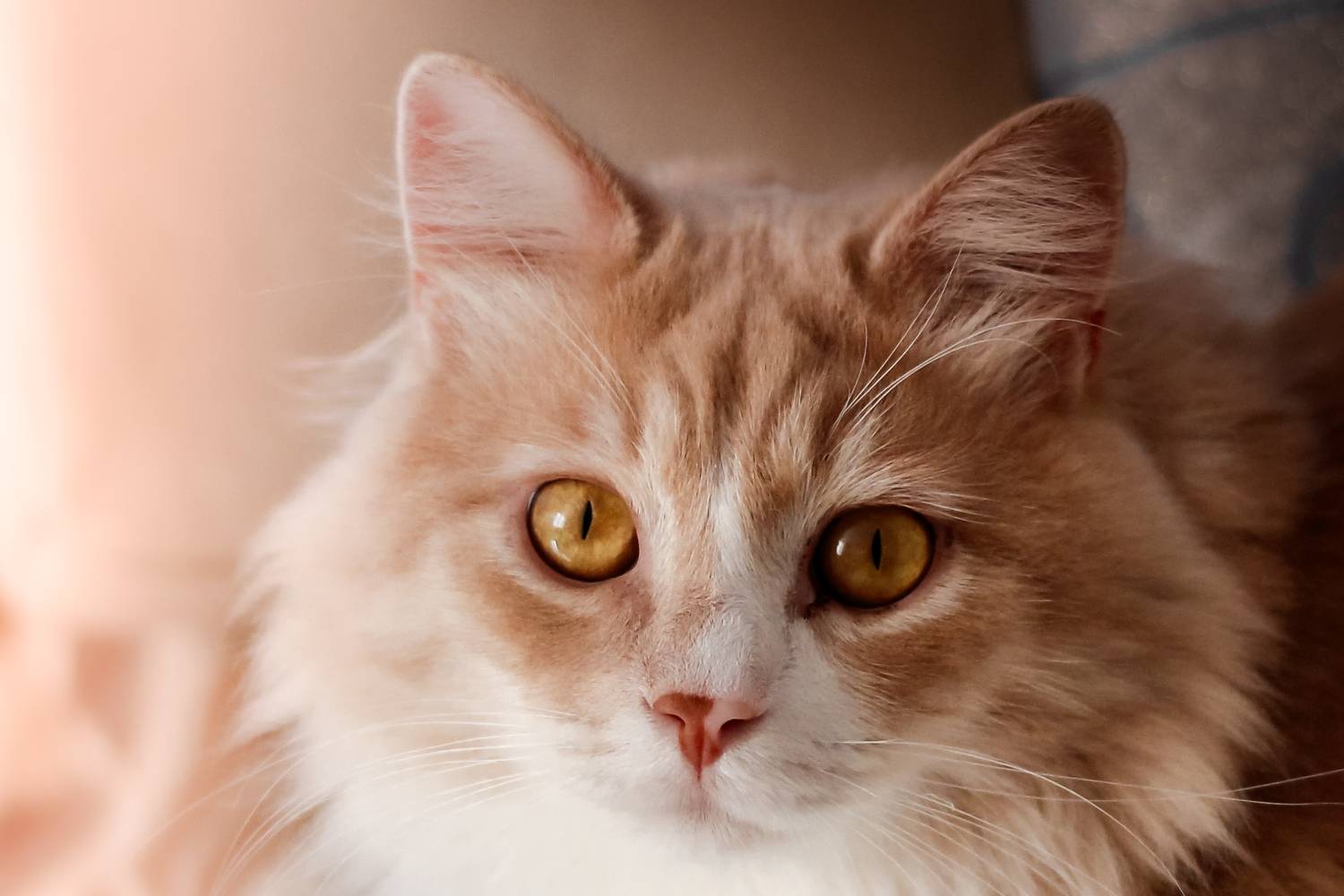 животные, Smirnova Olga