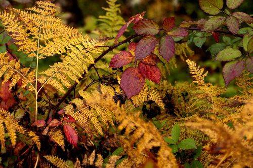 Autumn In Oregon
