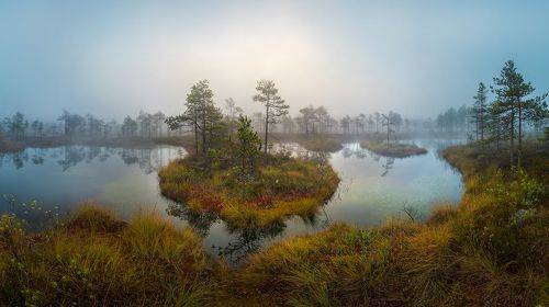 Поэзия болот