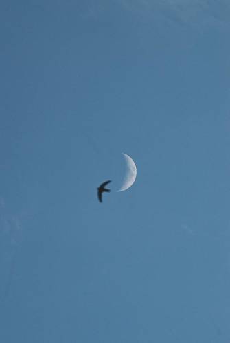 Полёты Керченских стрижей.