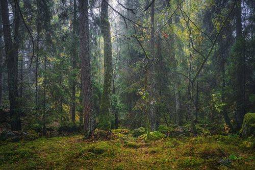 Осенние зарисовки.