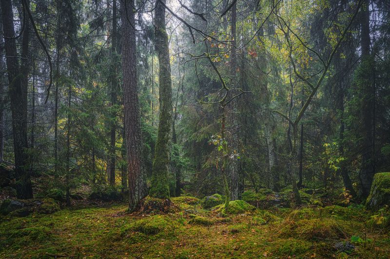 горизонтальный,  нет людей,  фотография,  на улице,  дерево,  осень,  природа,  вода,  отражение,  озеро,  пейзаж - пейзажи,  лист,  день,  лес,  спокойная сцена, Осенние зарисовки. фото превью