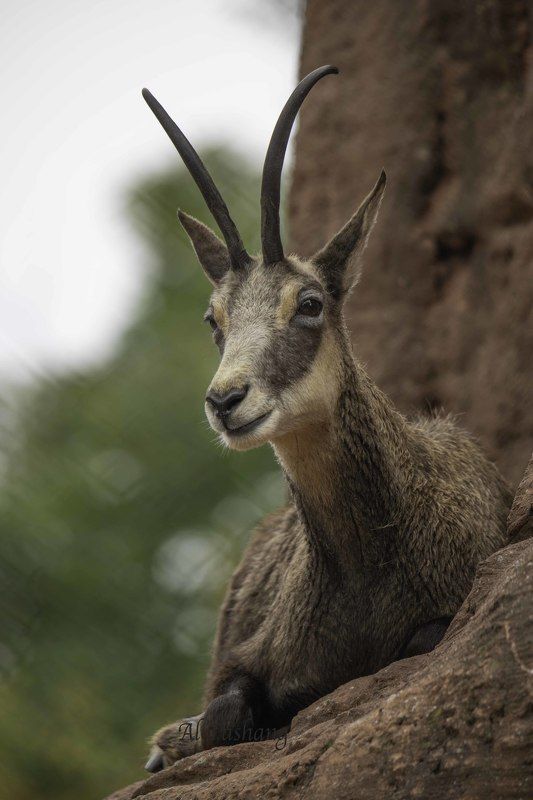 Chamois фото превью