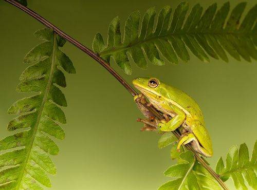 Квакша. Frog. Hylidae - Зеленая североамериканская Квакша