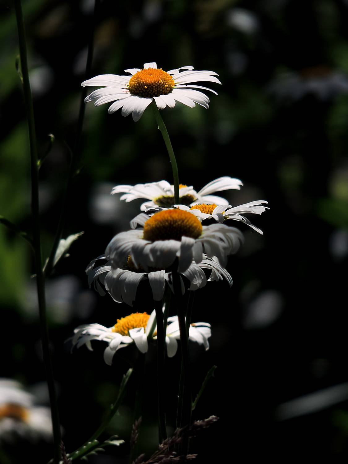 , Савоцкий Роман