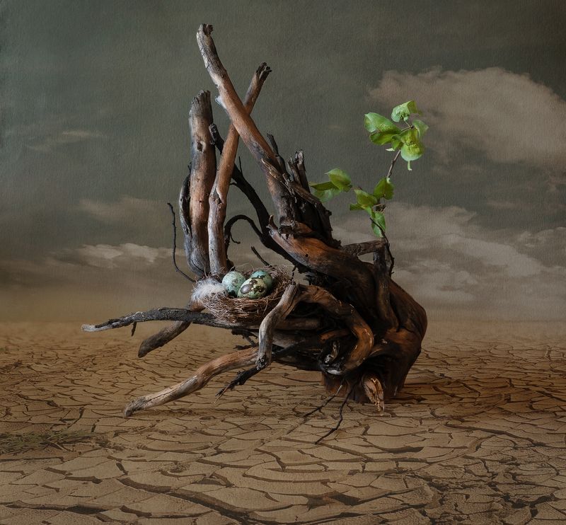 #концептуальноефото Вопреки... фото превью