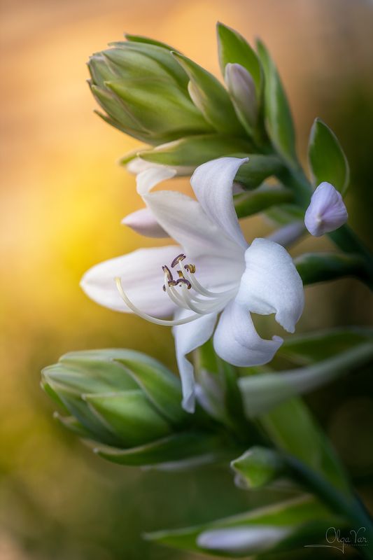 цветок, флора, макро, природа Хоста фото превью