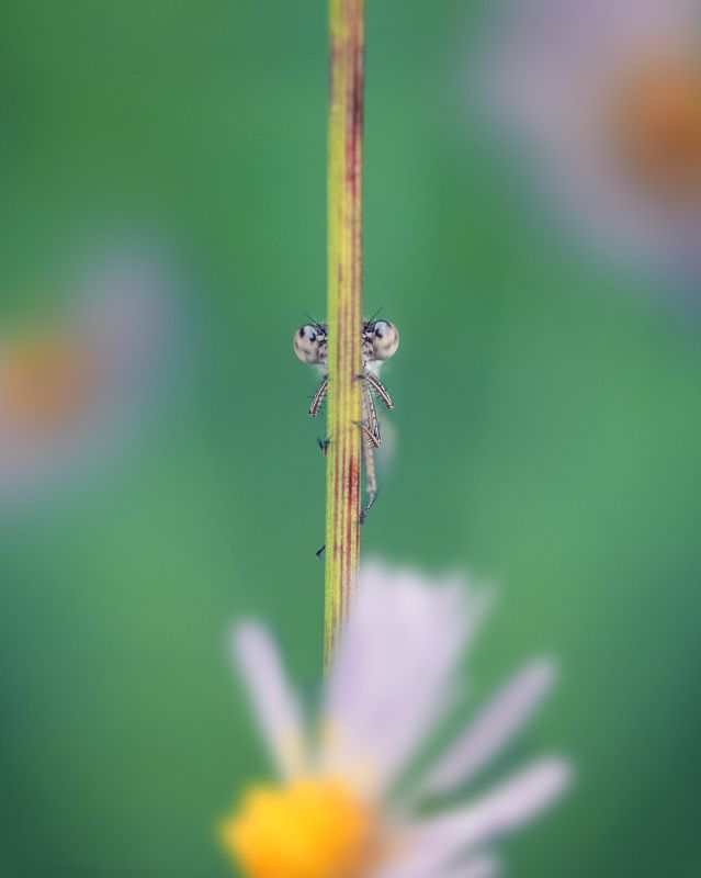 Подглядывающий фото превью