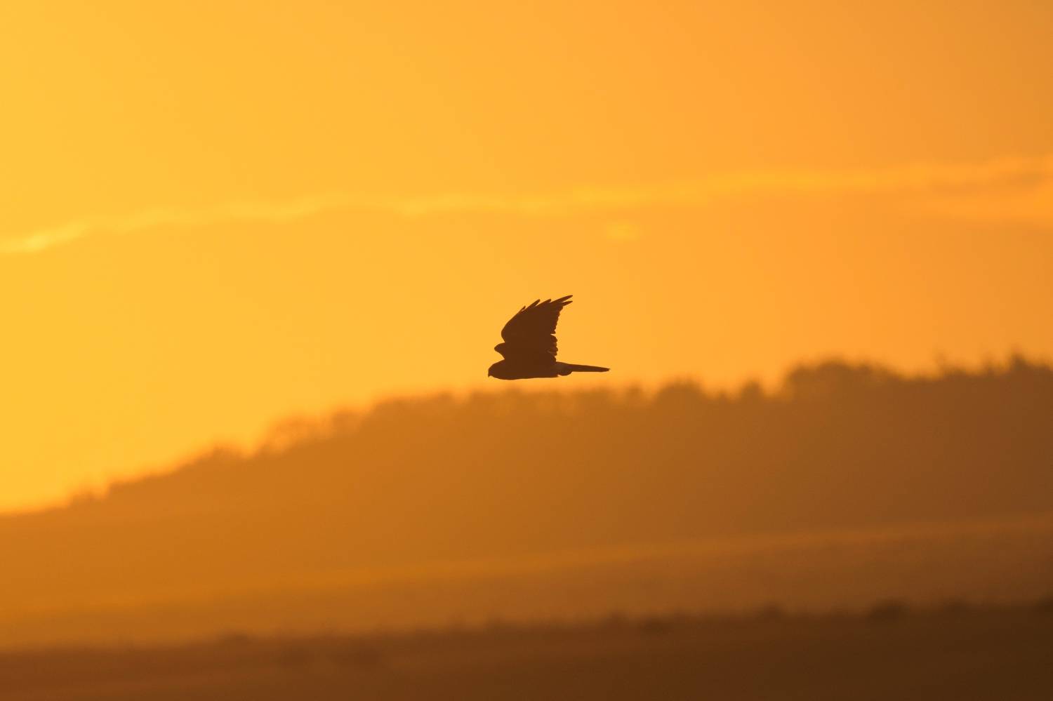 , Большаков Алексей