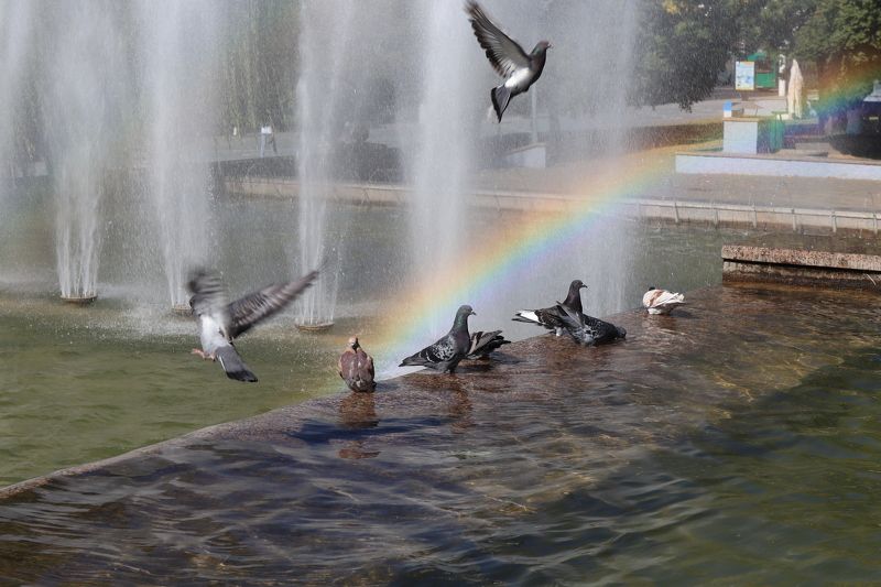 фонтан,радуга,птицы,голуби,могилёв,беларусь Радуга на фонтане фото превью