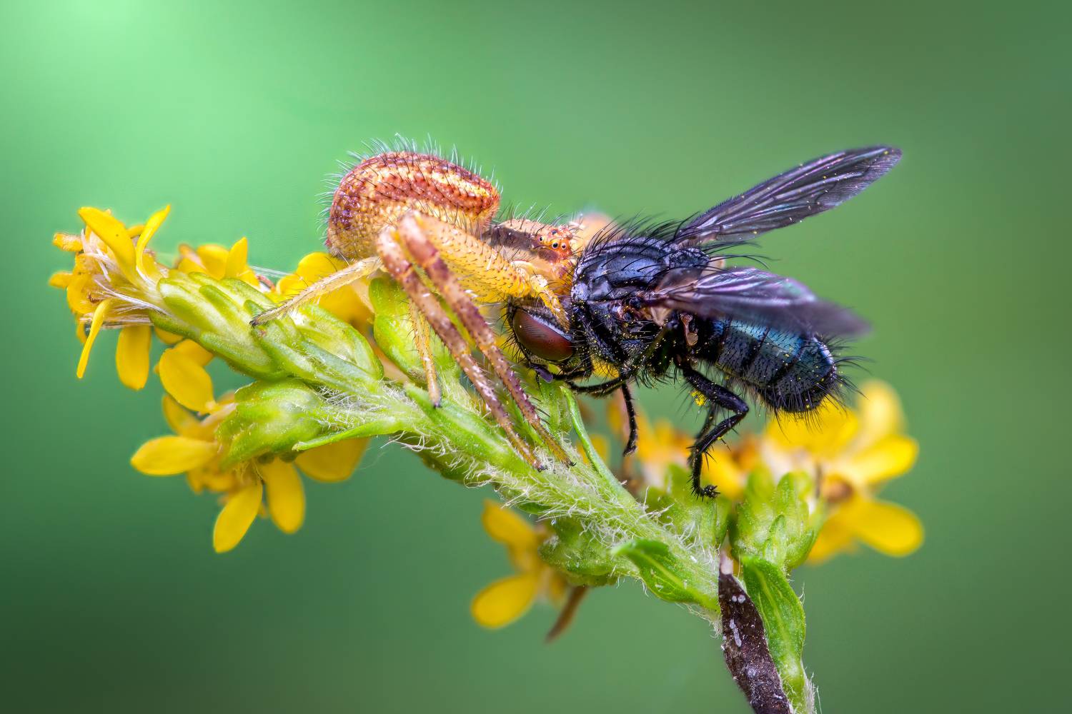 spider, animal, wild, insect, arachnid, leaf, macro,, Atul Saluja
