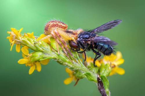 By the scruff of the neck