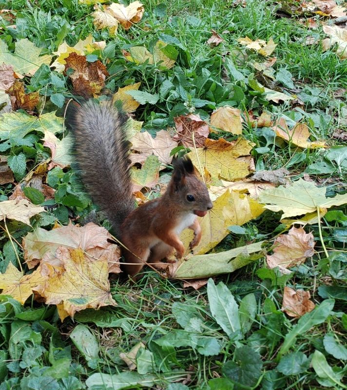 Белка песенки поет И орешки все грызет, А орешки не простые, Все скорлупки золотые, фото превью