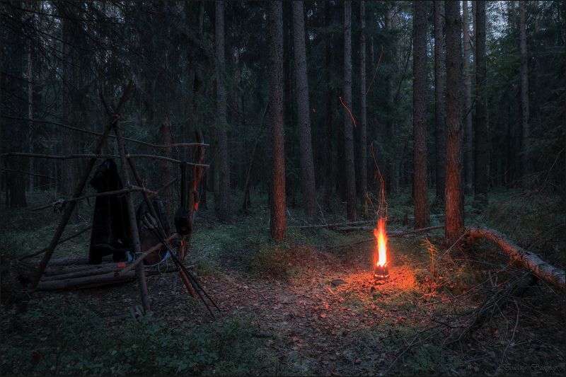 В тёмно-синем лесу фото превью