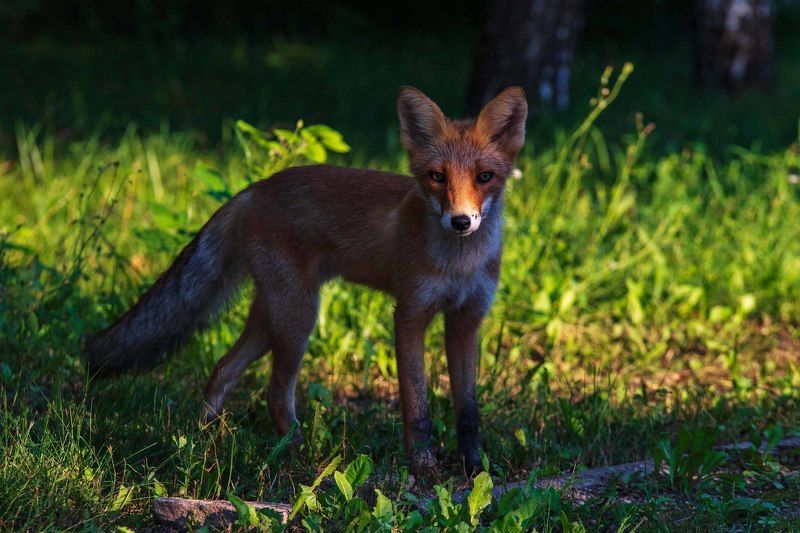 *** фото превью