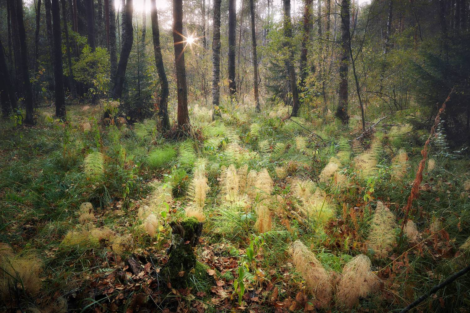 осень, лес, Валерий Вождаев