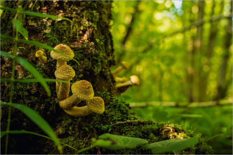 природа,грибы Про грибы фото превью