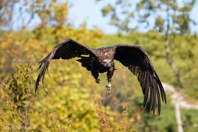 Черный гриф фото превью