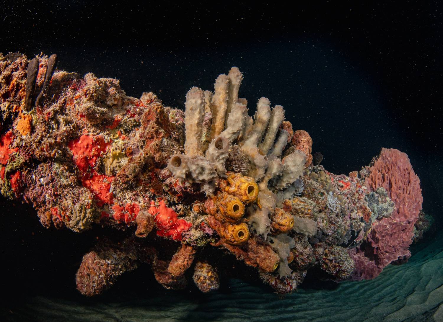 , Magali M&aacute;rquez