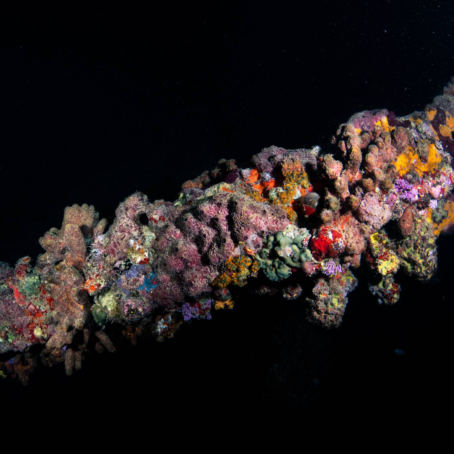 , Magali M&aacute;rquez