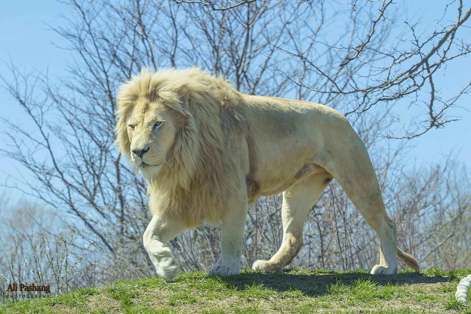 African white lion. Автор: Ali Pashang , Ali Pashang