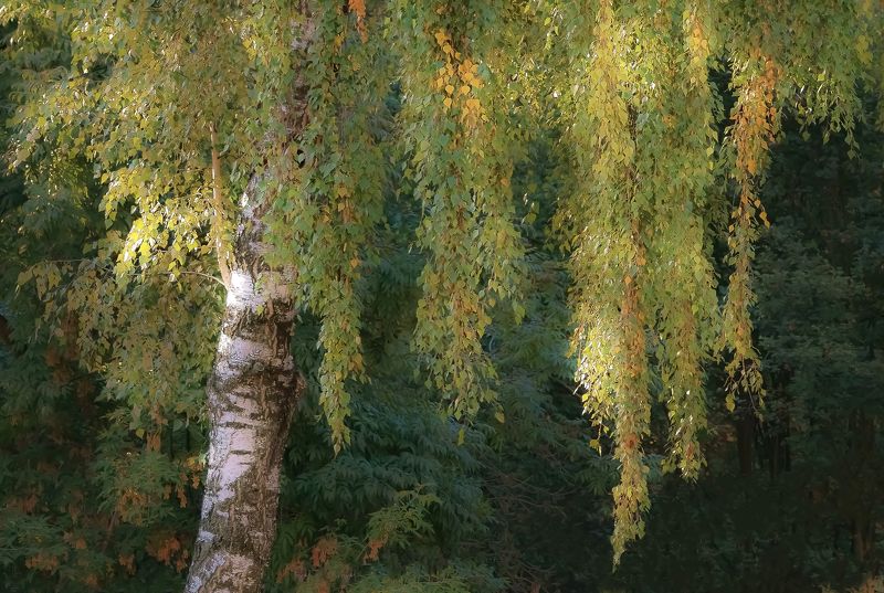 Сентябрьское утро фото превью