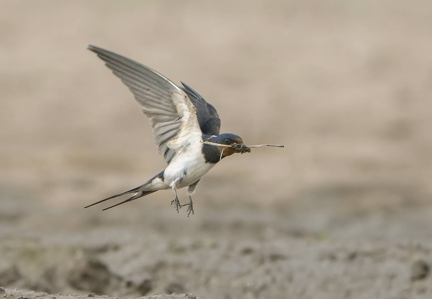 птицы, природа, лето, Андрей Киселёв